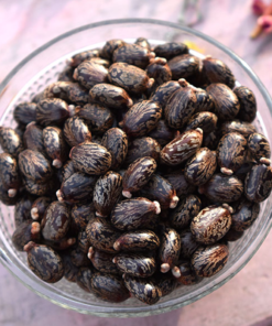 Castor Seeds