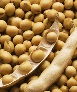 Soybean Seeds